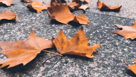 Dry Fallen Maple Leaves Scattered on Grey Stone Pavement During Autumn Season 動画素材 342226674