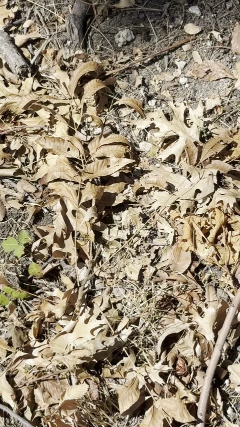 Dry Fallen Oak Leaves on Ground Close Up Vídeo Stock 345923103