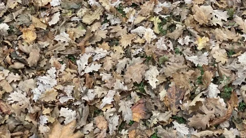 Dry fallen oak tree leaves on the ground. Autumn cover on the ground Stock Footage 223949754