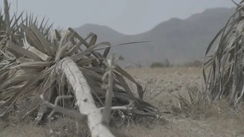 Dry fallen palm tree in the coastal desert of Almería Stock Footage 185431658