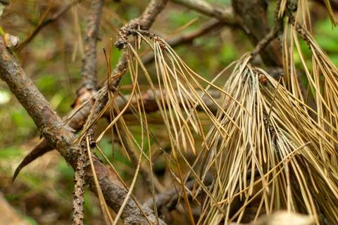 Dry fallen pine needles and twigs on forest floor in autumn season Stock Photos
