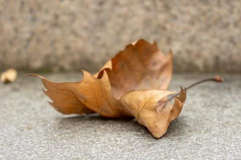 Dry Fallen Sycamore Leaf Resting on Stone Pavement Ground Stock Photos