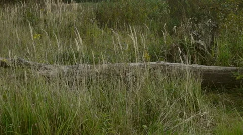 Dry fallen tree Stock Footage 68603425