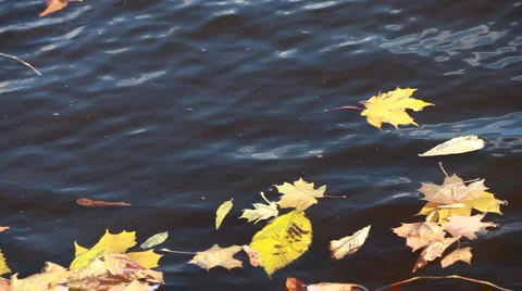 Dry fallen tree leaves in the river 스톡 동영상 884755