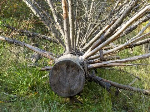 Dry fallen tree with many branches close-up. Problems in the forests, the dan Stock Photos