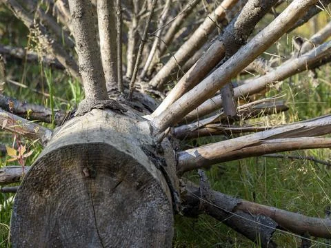 Dry fallen tree with many branches close-up. Problems in the forests, the dan Stock Photos