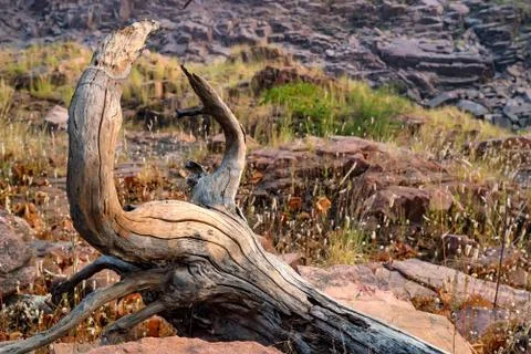 Dry fallen tree roots close up Foto stock