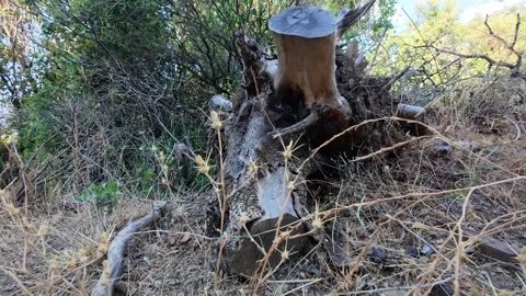Dry fallen tree trunk in dense Mediterranean forest during summer 動画素材 321533182