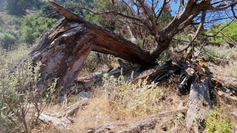 Dry fallen tree trunk inside wild Mediterranean forest Stock Footage 316623852
