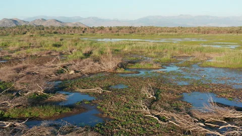 Dry fallen trees with bare branches in a marsh wetland and floodplain Stock Footage 161685947