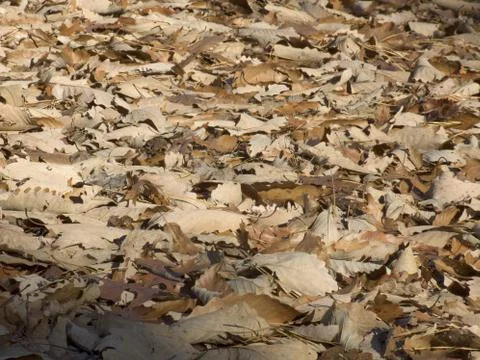Dry falln leafs Stock Photos