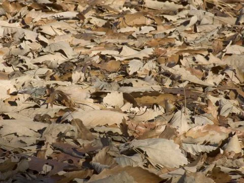 Dry falln leafs Stock Photos