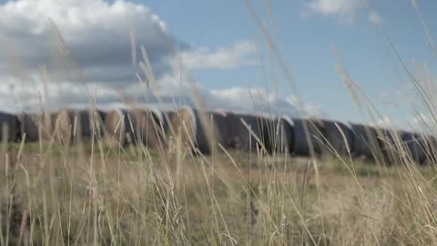 Dry Farm Grass Shifting Focus to Large Round Hay Bales in the Distance Stock Footage 304854006