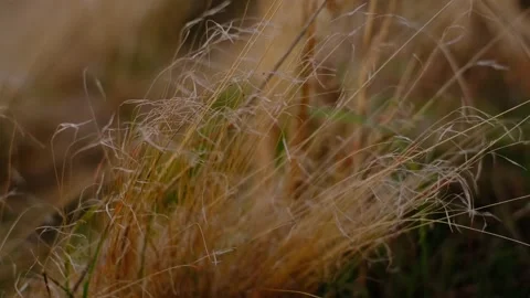 Dry feather grass blown by the wind. Stock Footage 179047944