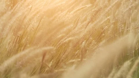 Dry feather grass in the sun in the summer evening swinging in the wind. Small Stock Footage 76714891