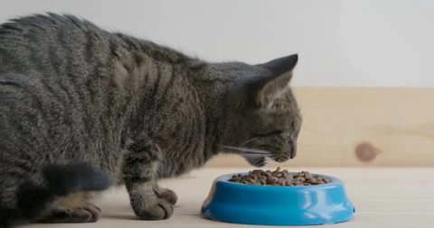 Dry feed  and tabby cat. Cat eats food from a bowl Stock Footage 139157586