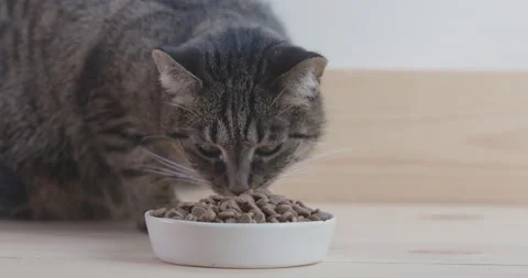Dry feed and tabby cat. Stock Footage 141465180