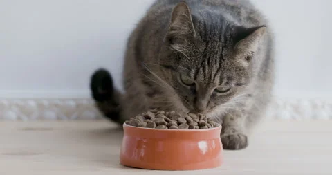 Dry feed and tabby cat. Stock Footage 141930174