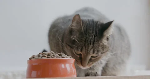 Dry feed and tabby cat. Stock Footage 142369663
