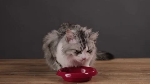 Dry feed and tabby cat. Cat eats food from a bowl. Cat eats with appetite. Stock Footage 144100467