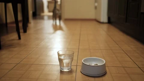 Dry feed grey cat. pouring cat food into a bowl, a cat eats food from a bowl. Stock Footage 142589343