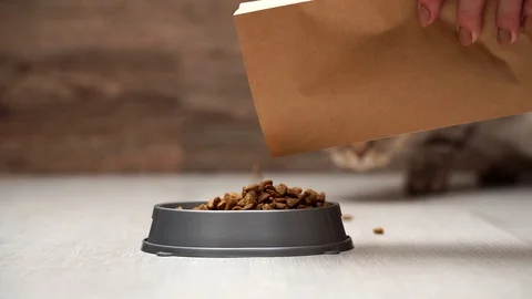 Dry feed Scottish cat. Close-up shot, a female hand pours cat food into a bowl Stock Footage 117930865