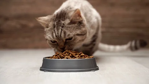 Dry feed Scottish cat. Close-up shot, cat eats dry food from a bowl. Stock Footage 117930920