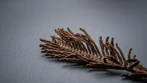 Dry fern up close, dramatic view, incredible art Stock Photos