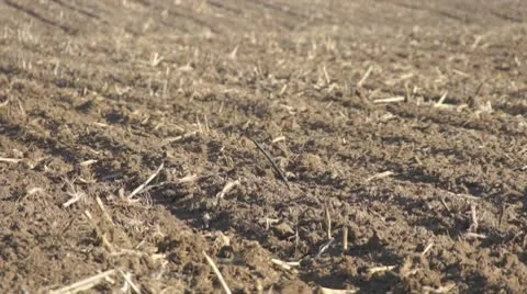 Dry field 2 스톡 동영상 10723895