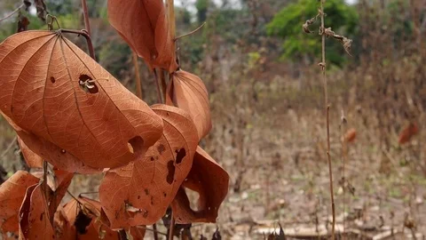 Dry field behind a leave Stock Footage