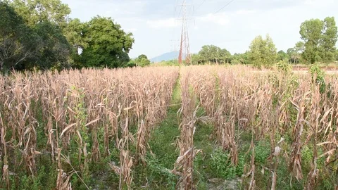 Dry field of corn in the drought Stock Footage 116191363