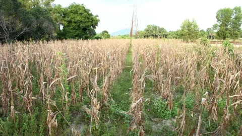Dry field of corn in the drought Stock Footage 116191382