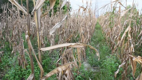 Dry field of corn in the drought Video stock 116191626