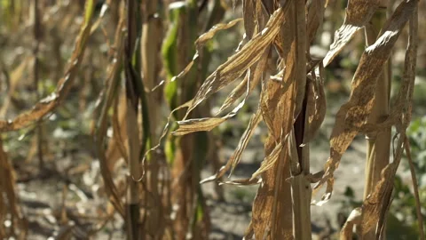 Dry field of corn moving slowly in the wind Stock Footage 141162203