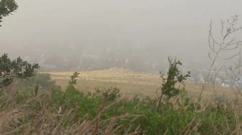 Dry field in the fog Stock Footage 36425905