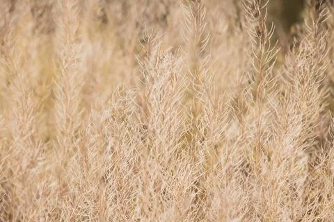 Dry field grass in a soft focus closeup suitable for commercial backgrounds.  Photos