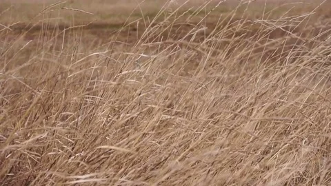 Dry field grass swaying in the wind. Slow motion Stock Footage 74139842
