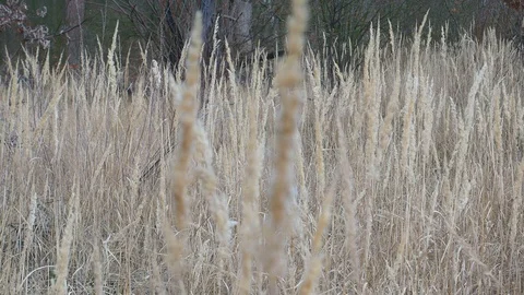 Dry field grass sways in the wind. Stock Footage 125564223