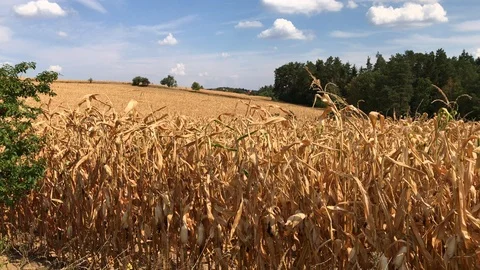Dry field of hogging-down corn Stock Footage 93943983