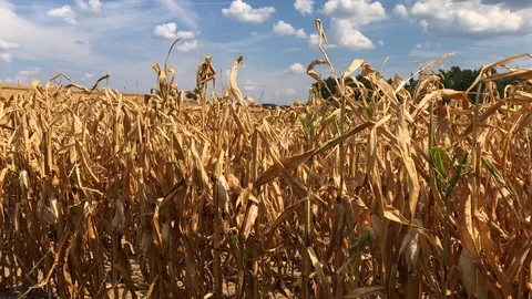 Dry field of hogging-down corn under cloudy blue sky Stock Footage 93993481