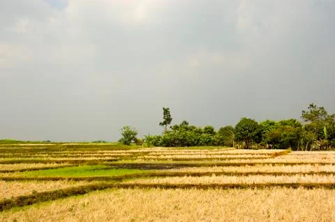Dry field Foto stock