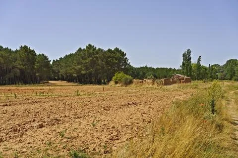 Dry Field with Pine Trees and Old Structure Stock Photos