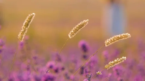 Dry field plants at sunset Stock Footage 77126237
