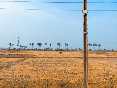Dry field with poll Stock Photos