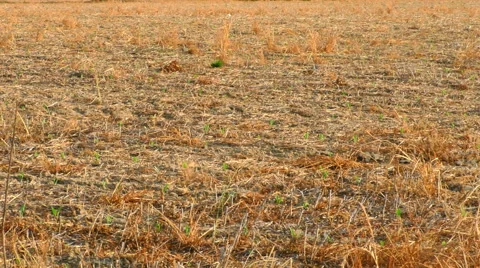 A Dry Field in Rural Tennessee Stock Footage 50032753