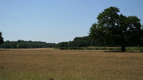Dry Field With Trees And Forest In Background - Sunny Day 库存影片 136700125