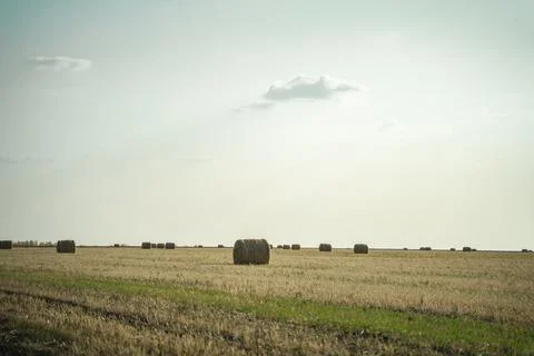 Dry fields from which wheat has already been harvested, haystacks in the step Stock-Fotos