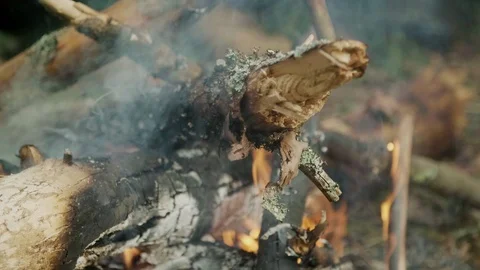 Dry fire woods burning in forest. Natural disaster in wood. Embers in flame Stock Footage 111838219