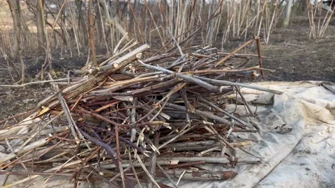 Dry firewood Stock Footage 171594260