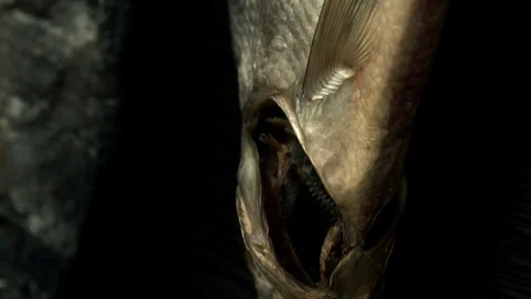 Dry fish hanging on the wall Video stock 114122146